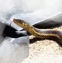 Greek symbol of natural inner powers